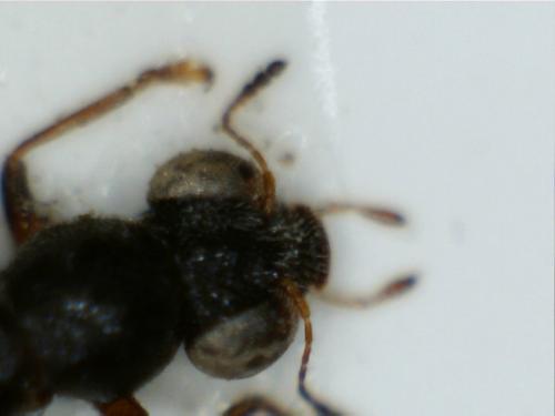 Réf. 201 307 : Stenus picipennis